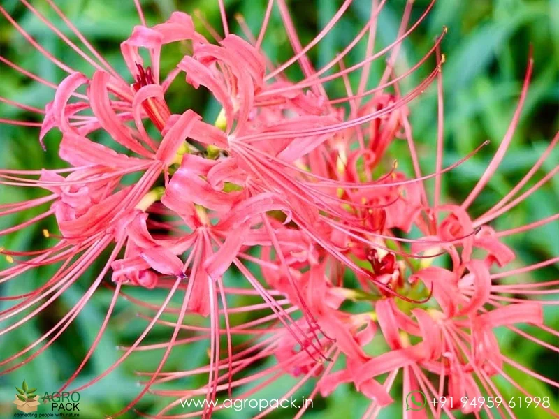 Lycoris-Radiata-Red-Spider-Lily5