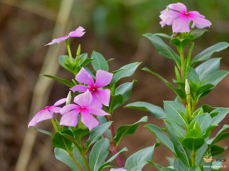 Madagascar-periwinkle1