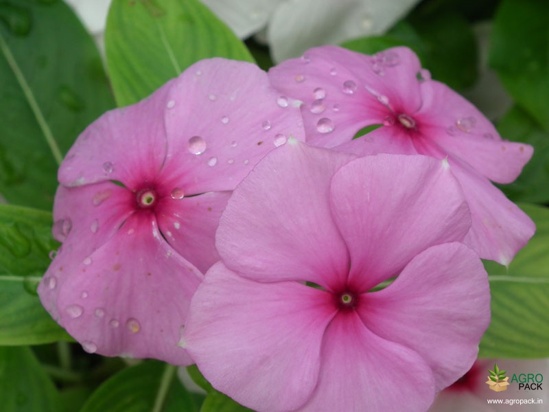 Madagascar-periwinkle2