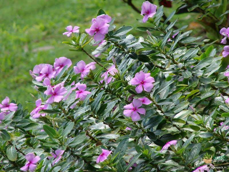 Madagascar-periwinkle3