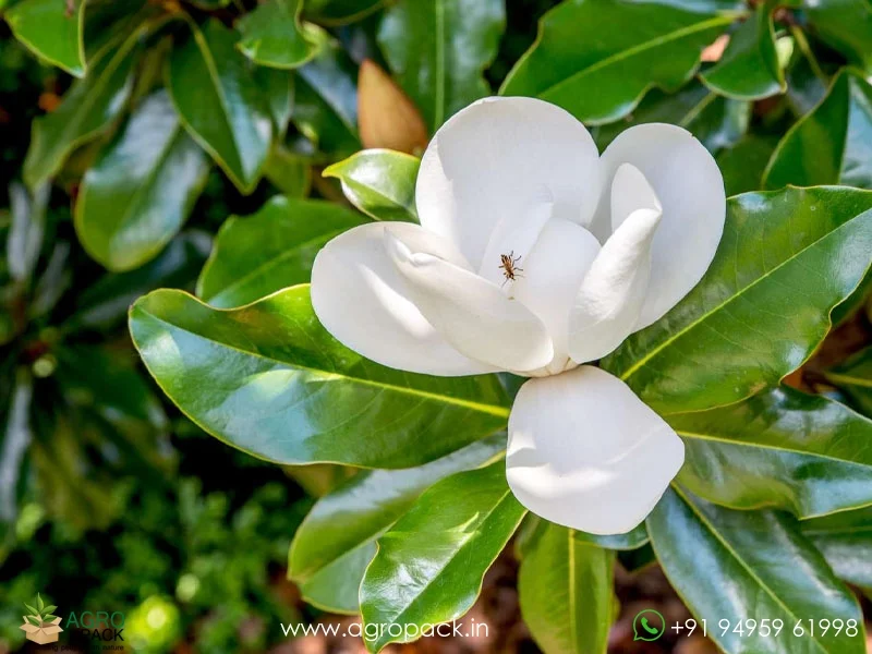 Magnolia-White-Champaca2