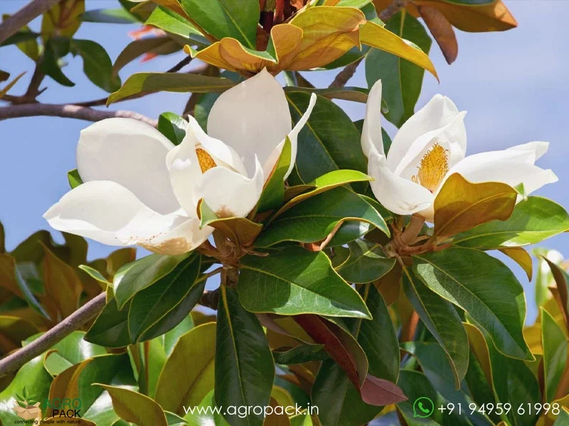 Magnolia-White-Champaca4