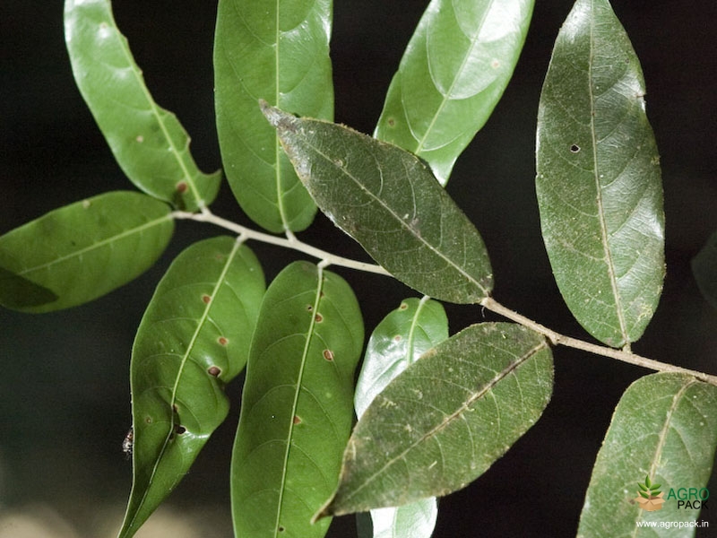 Malabar-Ironwood2