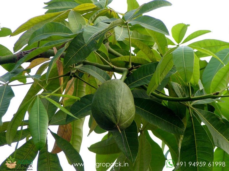 Malabar-chestnut2