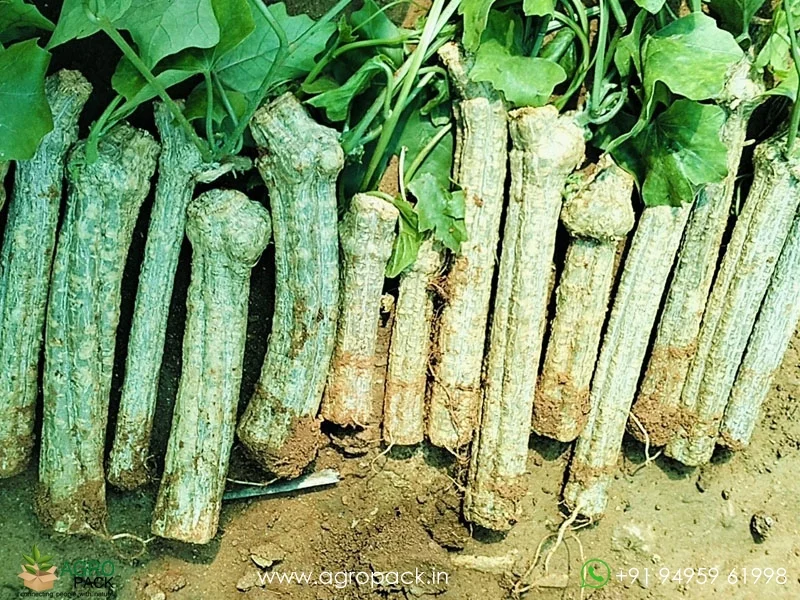 Malaysian-long-Coccinia-grandis-ivy-gourd1