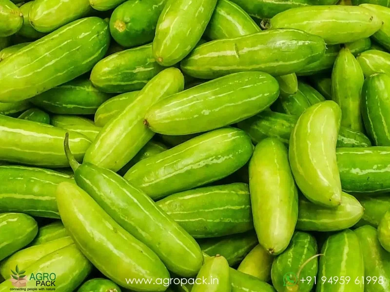 Malaysian-long-Coccinia-grandis-ivy-gourd2