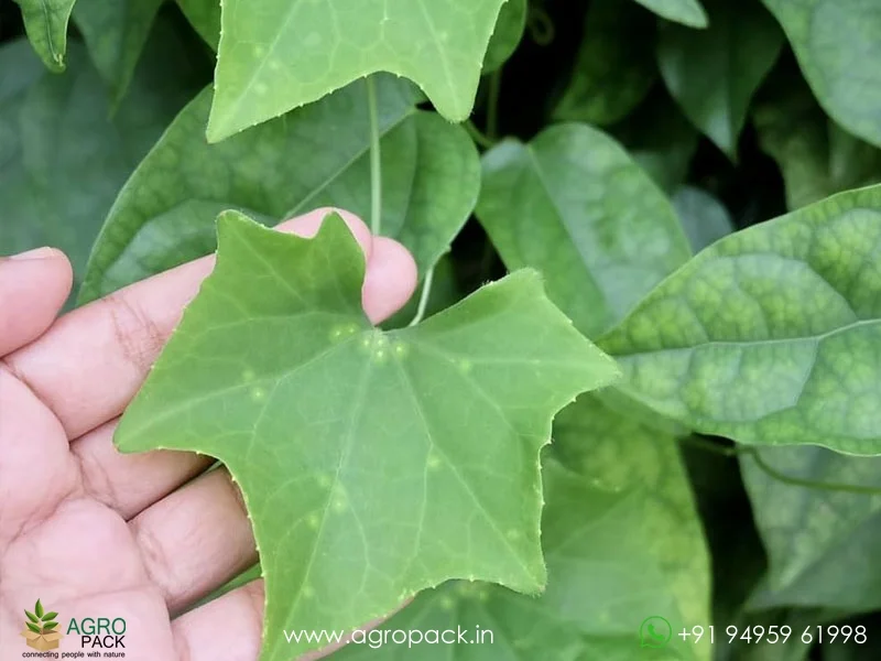 Malaysian-long-Coccinia-grandis-ivy-gourd3