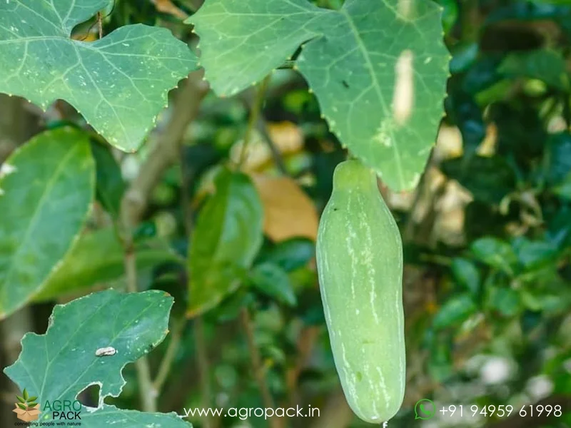 Malaysian-long-Coccinia-grandis-ivy-gourd4