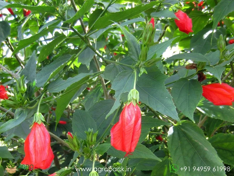 Malvaviscus-penduliflorus-Mexican-Turks-Cap-Hibiscus2