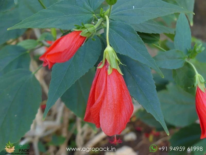 Malvaviscus-penduliflorus-Mexican-Turks-Cap-Hibiscus6