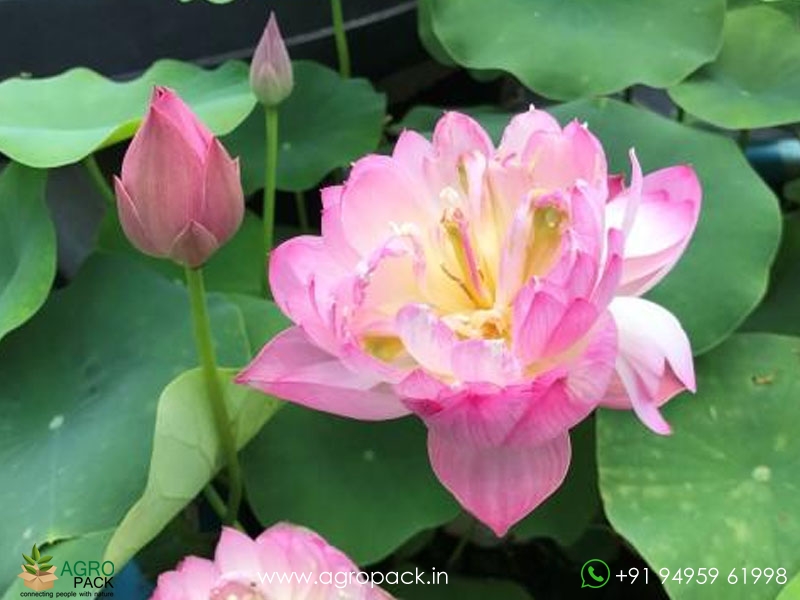 Mangala-Patum-Lotus1