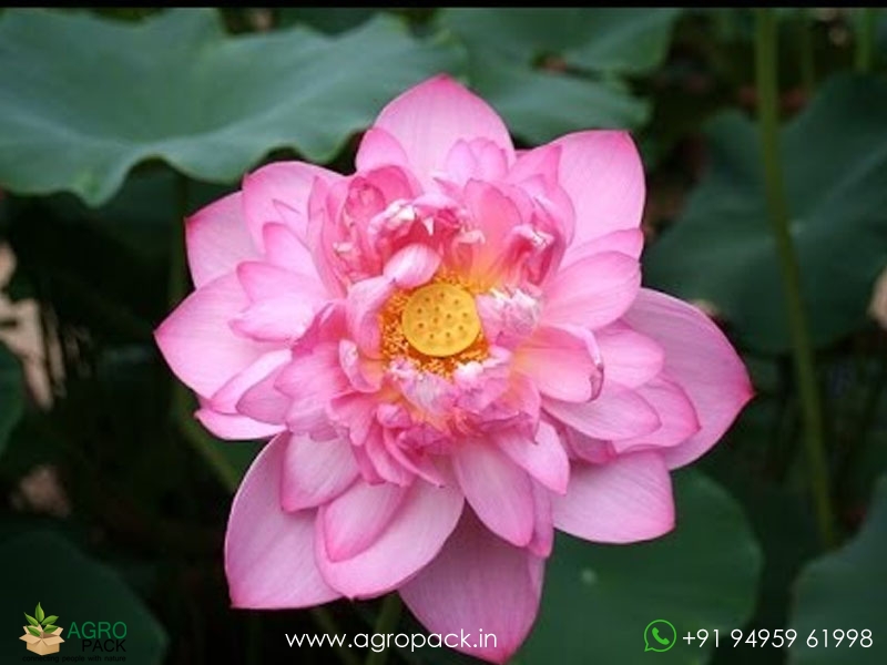 Mangala-Patum-Lotus2
