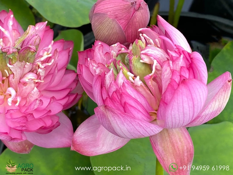 Mangala-Patum-Lotus3