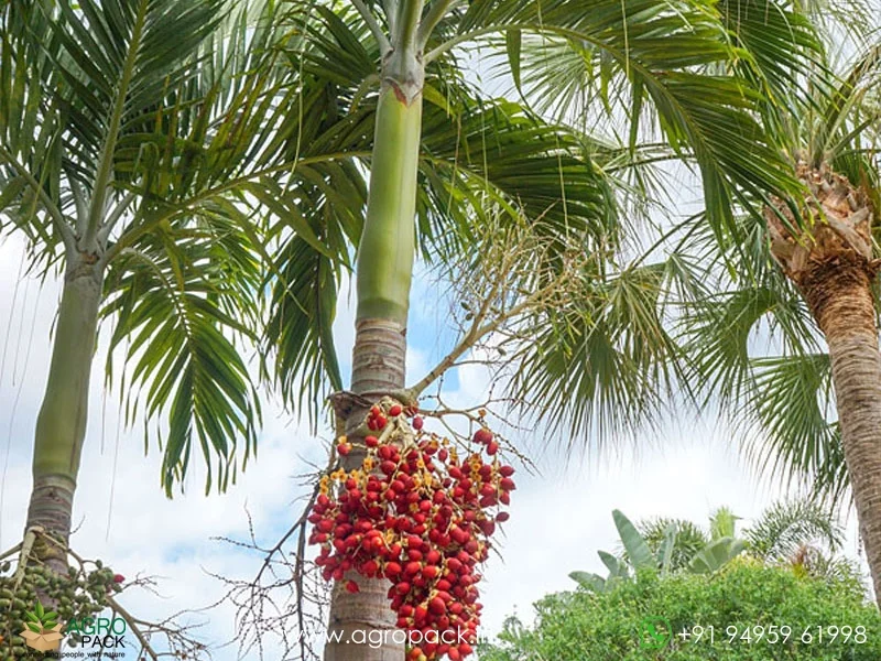 Manila-Palm4