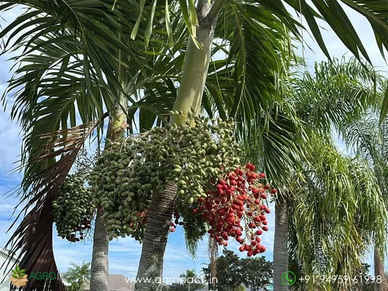 Manila-Palm5