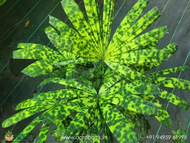 Mapu-Palm3