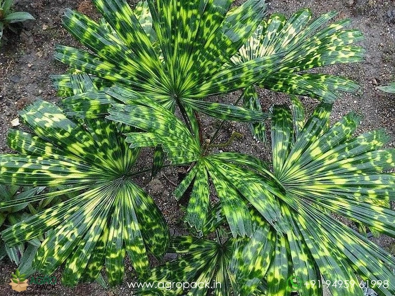 Mapu-Palm4