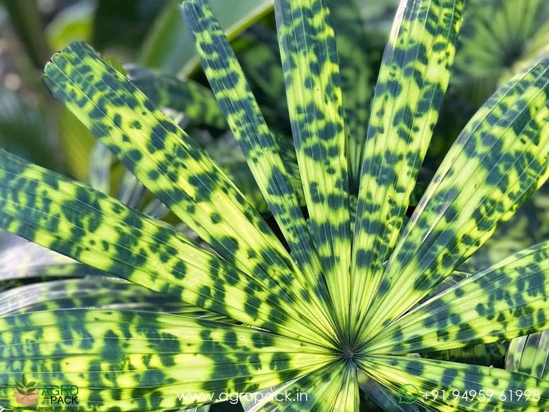 Mapu-Palm5