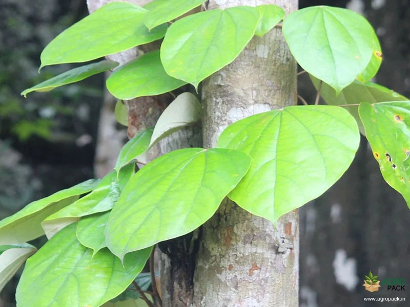 Maramanjal1