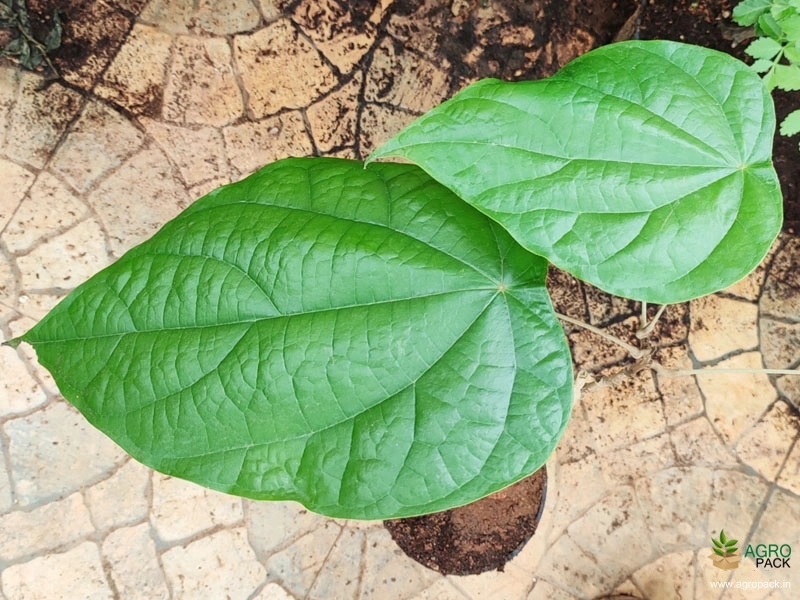 Maramanjal2