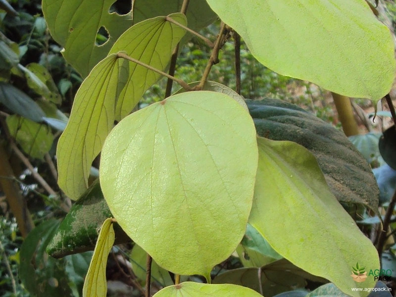 Maramanjal3