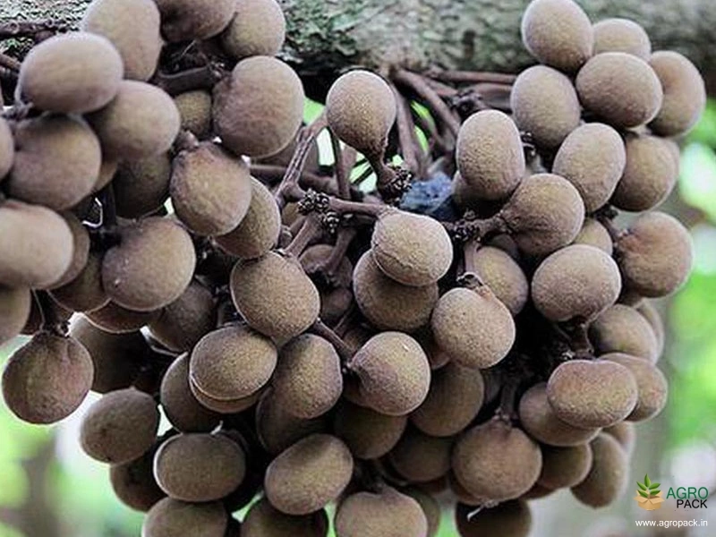 Maramanjal4