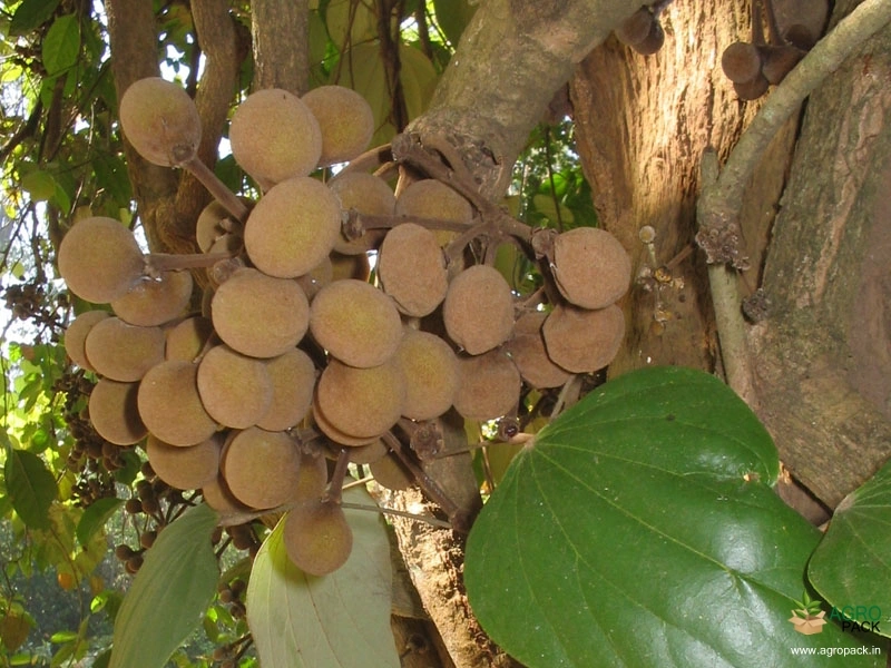 Maramanjal6