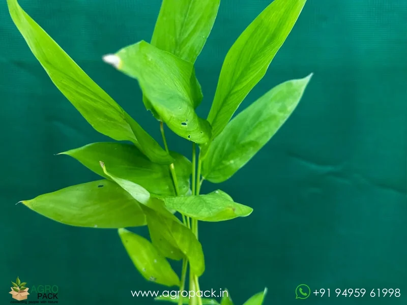 Maranta-arundinacea-arrowroot1