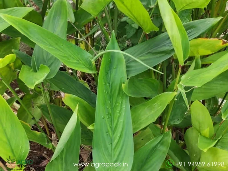Maranta-arundinacea-arrowroot3