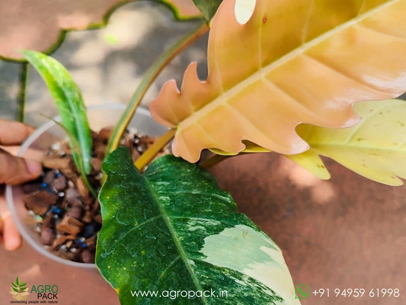 Mature-Philodendron-Caramel-Marble3