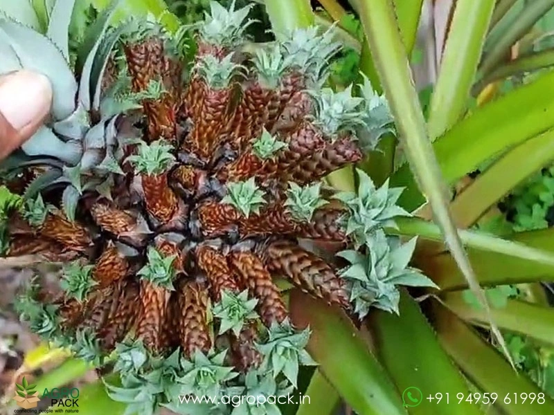 Medusa-Pineapple1