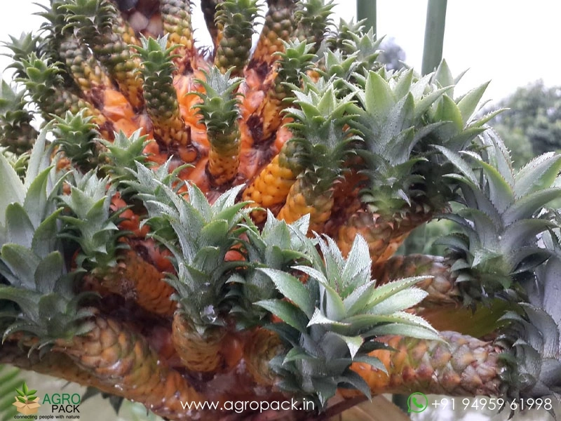 bunny plant succulent Succulents in Bunny | Low Maintenance Indoor Plants | Premium Plant Gifts  Delhi