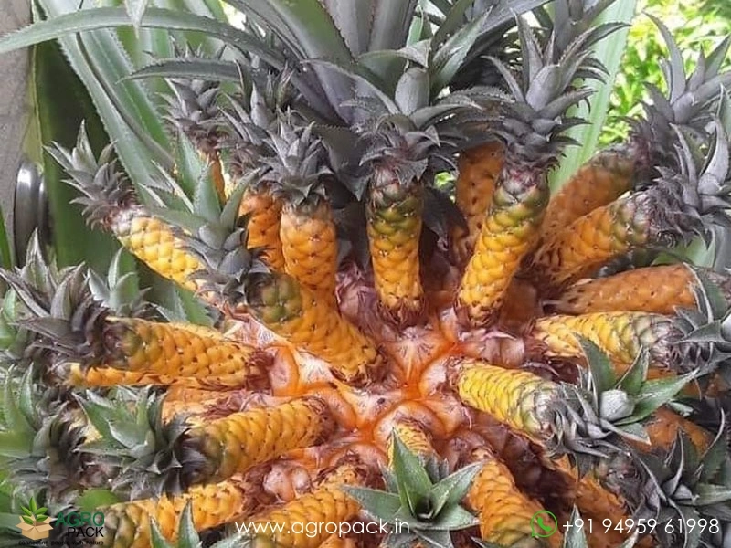 Medusa-Pineapple3