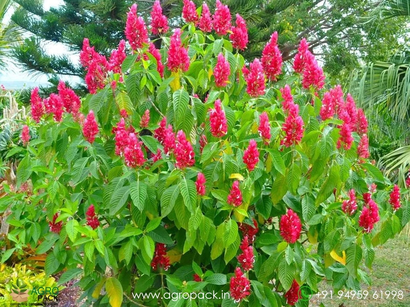 Megaskepasma-erythrochlamys1