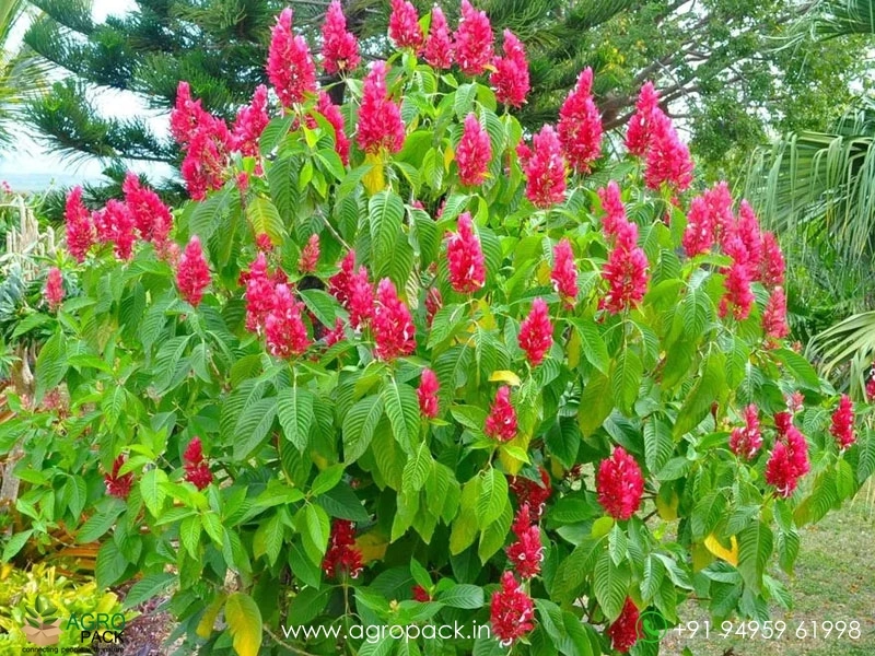 Megaskepasma-erythrochlamys1