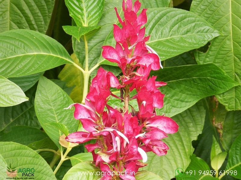 Megaskepasma-erythrochlamys2