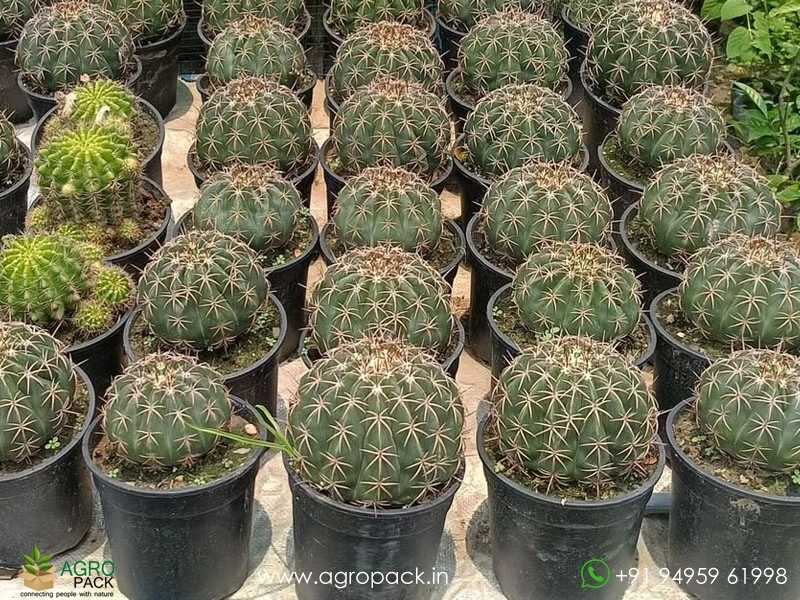 Melo-Curvispinus-White-Cap-Cactus1