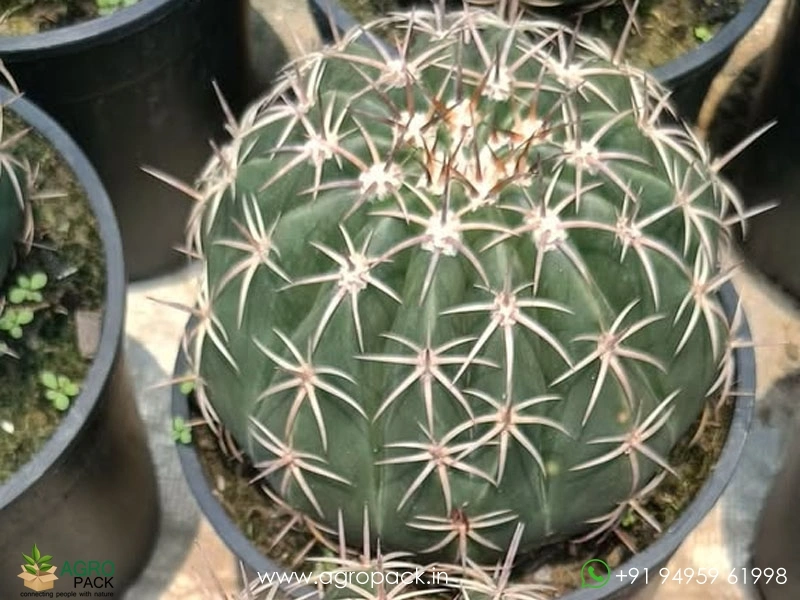 Melo-Curvispinus-White-Cap-Cactus2