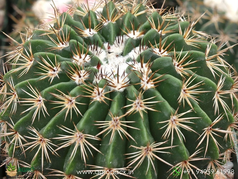 Melo-Curvispinus-White-Cap-Cactus3