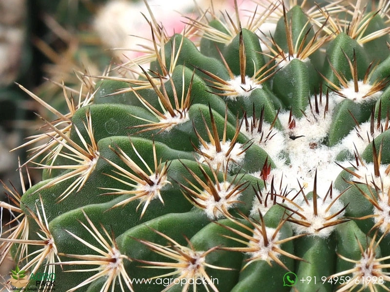 Melo-Curvispinus-White-Cap-Cactus4
