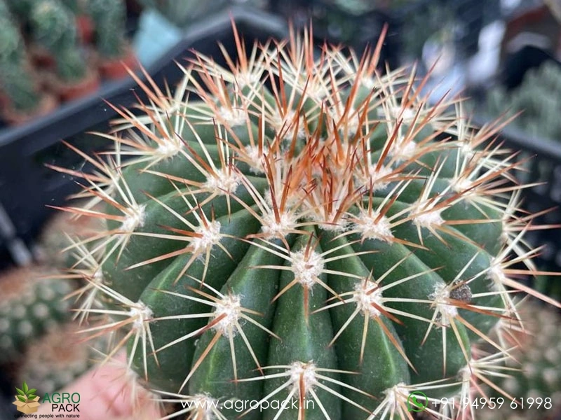 Melo-Curvispinus-White-Cap-Cactus5