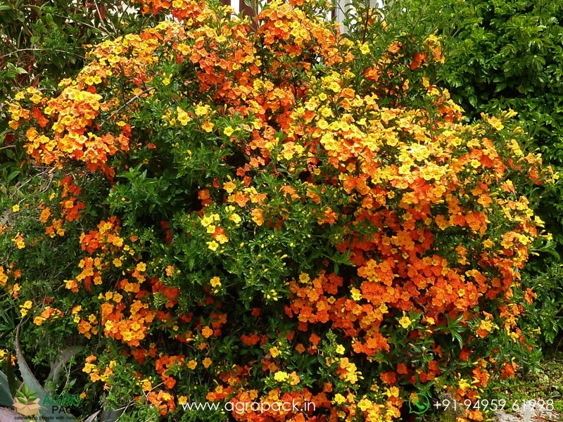 Mermalanda-Firebush1