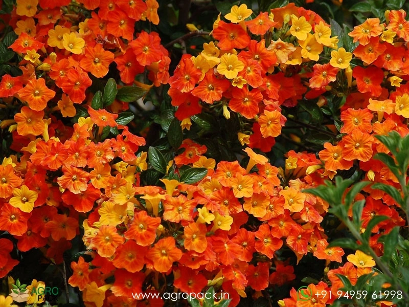 Mermalanda-Firebush2