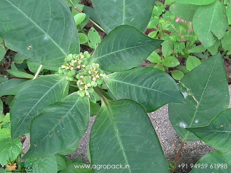 Mexican-Fireplant6