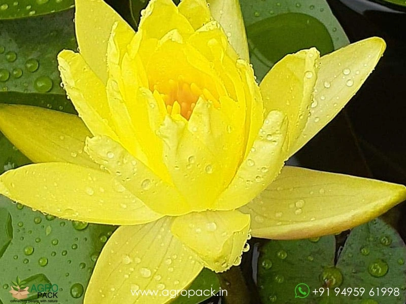 Mexicana-Hardy-Water-Llily1