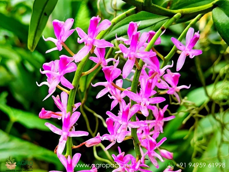 Micropera-rostrata-Beaked-micropera-Orchid1