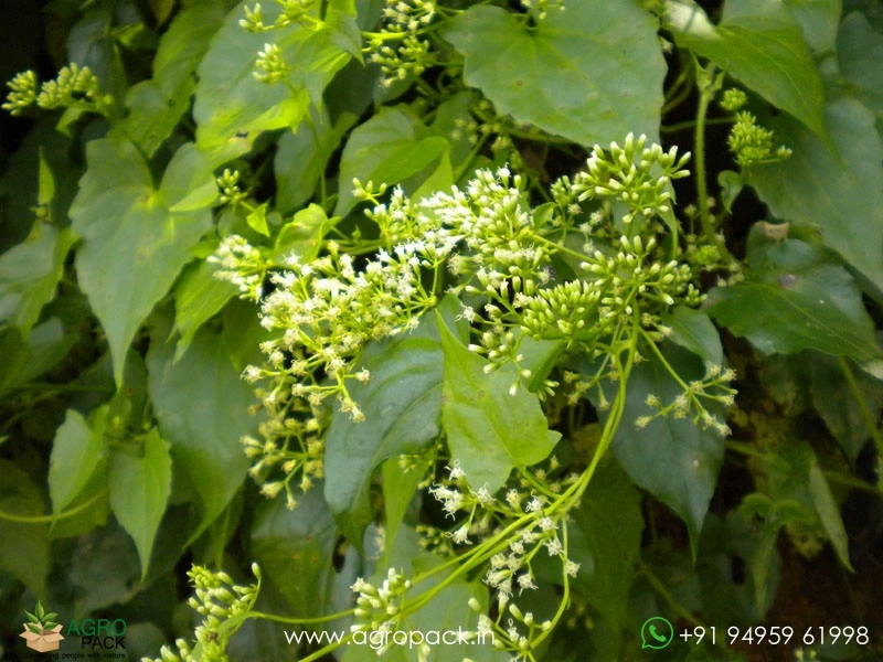 Mikania-micrantha1