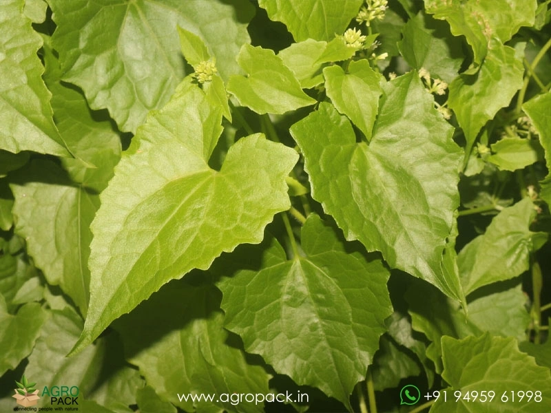 Mikania-micrantha2