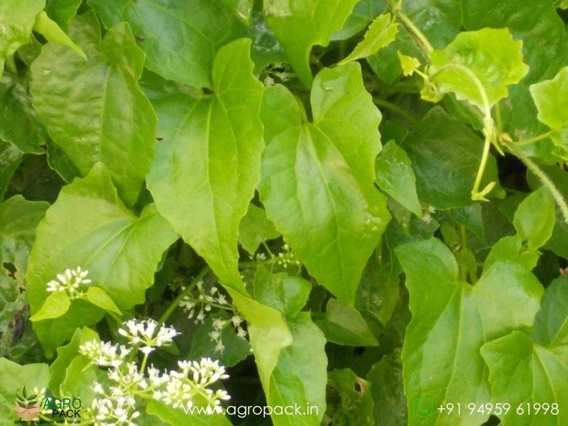 Mikania-micrantha3