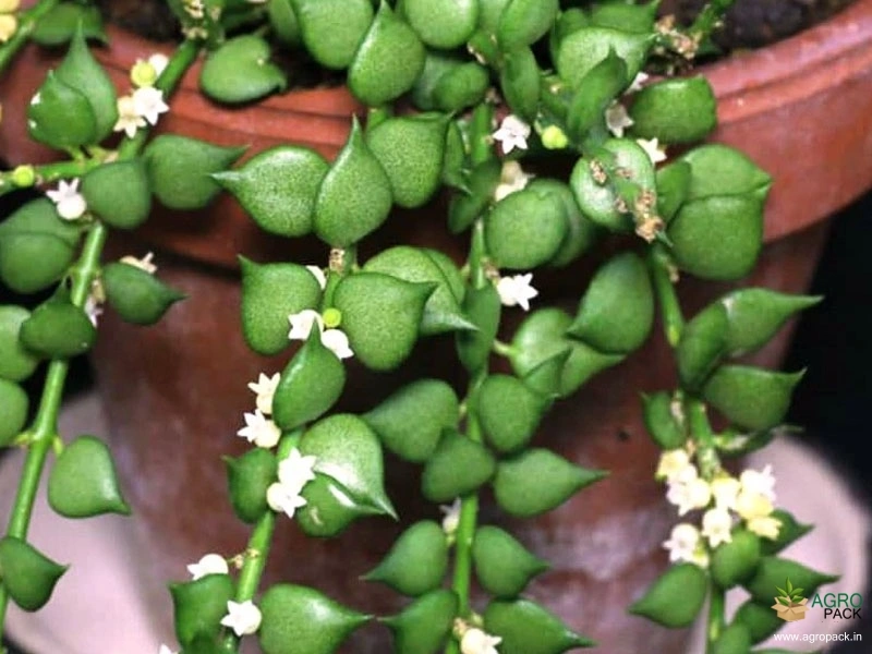 Million-Hearts-Dischidia-Ruscifolia2